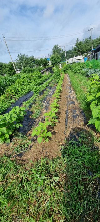정민지호맘님의 들깨 · 영농일지 작성글 사진