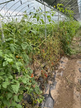 연재홍님의 토마토 · 병해충상담 작성글 사진