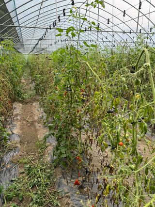 연재홍님의 토마토 · 병해충상담 작성글 사진