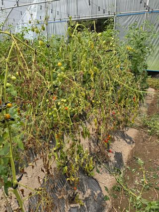 연재홍님의 토마토 · 병해충상담 작성글 사진