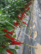 팜모닝 고추·영농일지 게시글 이미지