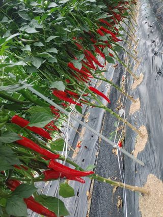 권여사님의 고추 · 영농일지 작성글 사진