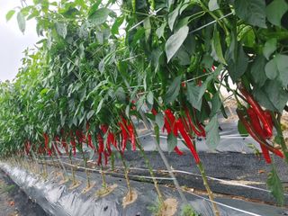 권여사님의 고추 · 영농일지 작성글 사진