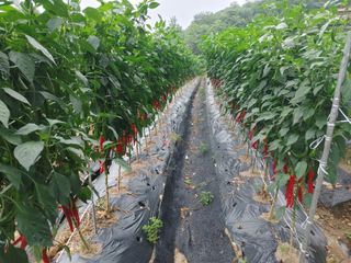 권여사님의 고추 · 영농일지 작성글 사진