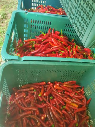 워람농장ㆍ황일택ㆍ님의 고추 · 영농일지 작성글 사진