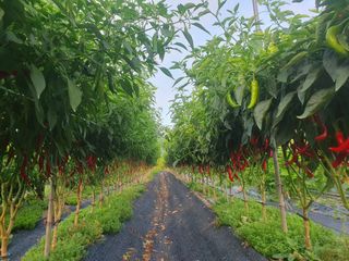 워람농장ㆍ황일택ㆍ님의 고추 · 영농일지 작성글 사진