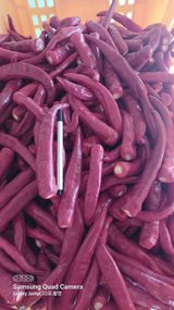 팜모닝 고추·영농일지 게시글 이미지