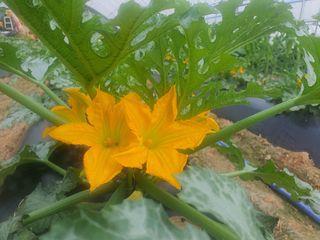 신태식님의 호박 · 영농일지 작성글 사진