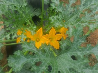 신태식님의 호박 · 영농일지 작성글 사진