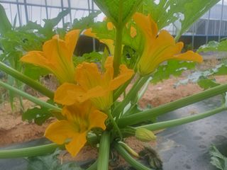 신태식님의 호박 · 영농일지 작성글 사진