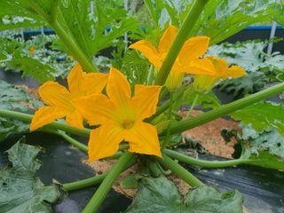 신태식님의 호박 · 영농일지 작성글 사진