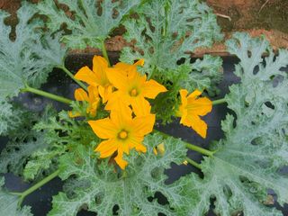 신태식님의 호박 · 영농일지 작성글 사진