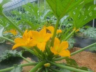 신태식님의 호박 · 영농일지 작성글 사진