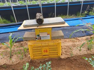 신태식님의 호박 · 영농일지 작성글 사진