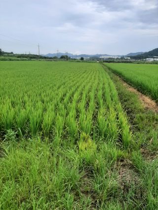 오 규 환님의 벼 · 영농일지 작성글 사진