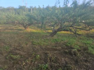 윤권진님의 매실 · 영농일지 작성글 사진