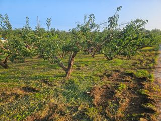윤권진님의 매실 · 영농일지 작성글 사진