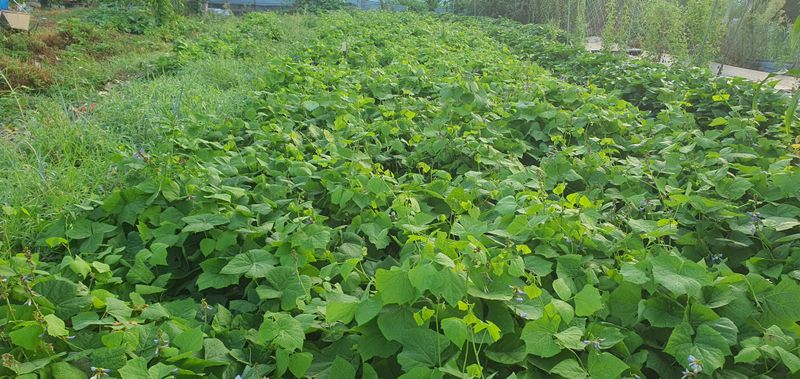 장터 상품 [히카마] 썸네일