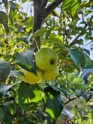 금영님의 배 · 영농일지 작성글 사진