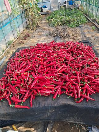 최원규님의 고추 · 영농일지 작성글 사진