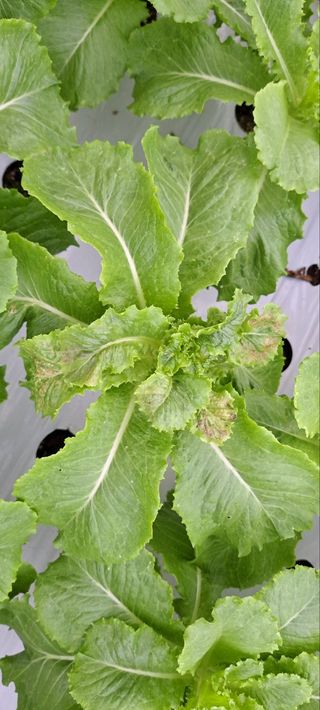 농민님의 상추 · 병해충상담 작성글 사진