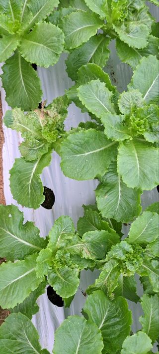 농민님의 상추 · 병해충상담 작성글 사진