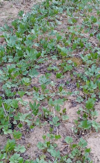 한박팜 한준운님의 자유주제 · 자유게시판 작성글 사진