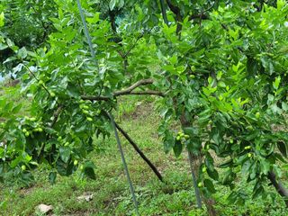 대추님의 기타작물 · 영농일지 작성글 사진