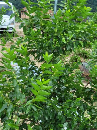 대추님의 기타작물 · 영농일지 작성글 사진