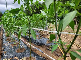 우양수님의 자유주제 · 자유게시판 작성글 사진