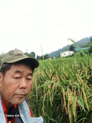 박원용님의 벼 · 자유게시판 작성글 사진