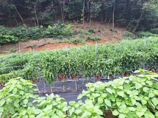 김원구님의 고추 · 영농일지 작성글 사진