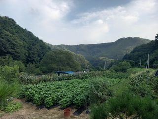 꿀벌이동일님의 자유주제 · 자유게시판 작성글 사진