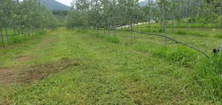 박준영님의 사과 · 영농일지 작성글 사진