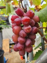 팜모닝 ☀️8월 농작업 계획·참여글 게시글 이미지