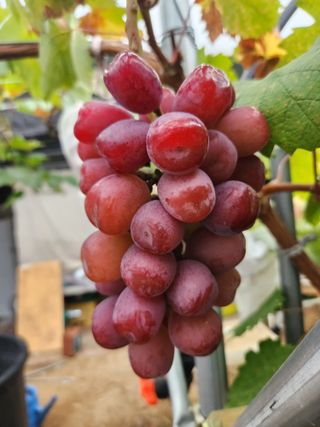 정이오가네농원님의 ☀️8월 농작업 계획 · 참여글 작성글 사진