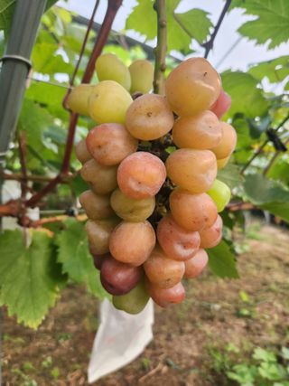 정이오가네농원님의 ☀️8월 농작업 계획 · 참여글 작성글 사진