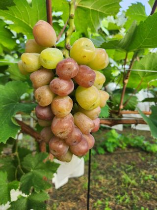 정이오가네농원님의 ☀️8월 농작업 계획 · 참여글 작성글 사진