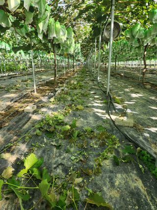 정이오가네농원님의 ☀️8월 농작업 계획 · 참여글 작성글 사진