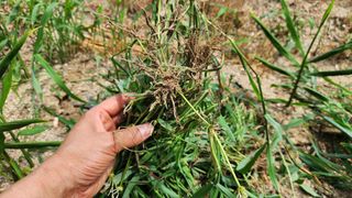 김미선님의 기타작물 · 영농일지 작성글 사진