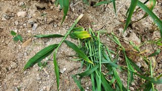 김미선님의 기타작물 · 영농일지 작성글 사진