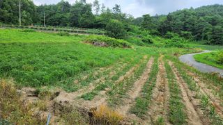 김미선님의 기타작물 · 영농일지 작성글 사진