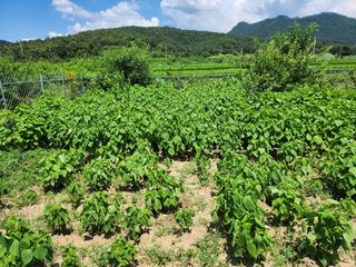 참가죽님의 들깨 · 영농일지 작성글 사진