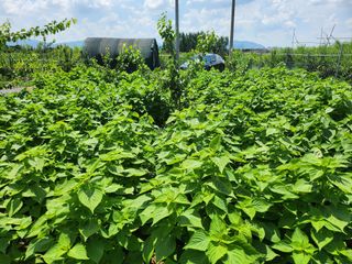 참가죽님의 들깨 · 영농일지 작성글 사진