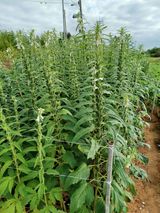 팜모닝 자유주제·자유게시판 게시글 이미지