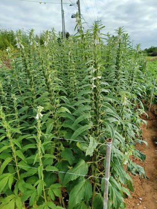 호박18496님의 자유주제 · 자유게시판 작성글 사진