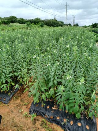 호박18496님의 자유주제 · 자유게시판 작성글 사진