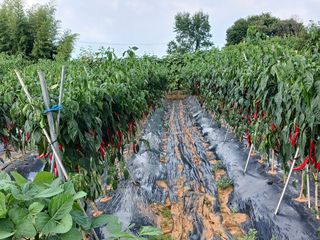 신현국 님의 고추 · 영농일지 작성글 사진