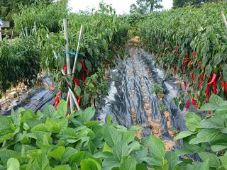 신현국 님의 고추 · 영농일지 작성글 사진