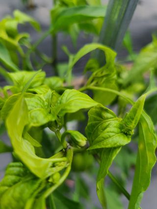 엿장수님의 고추 · 병해충상담 작성글 사진